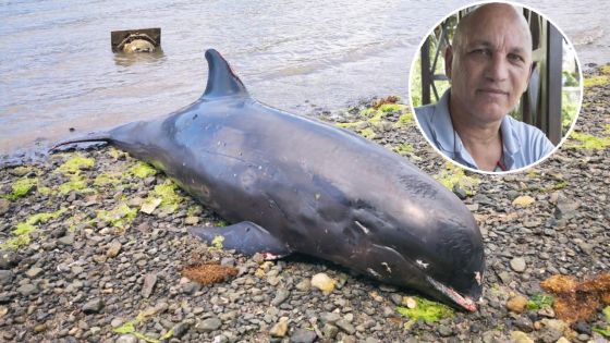 Dauphins échoués : ils auraient probablement été désorientés, selon Hugues Vitry