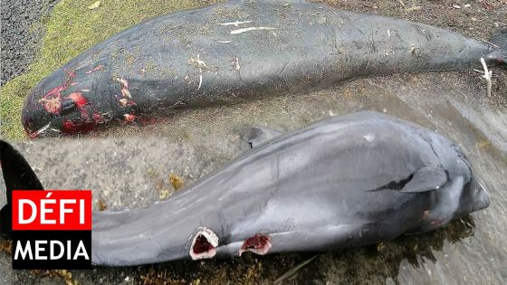Dauphins morts : la piste des attaques de requins écartée par des scientifiques