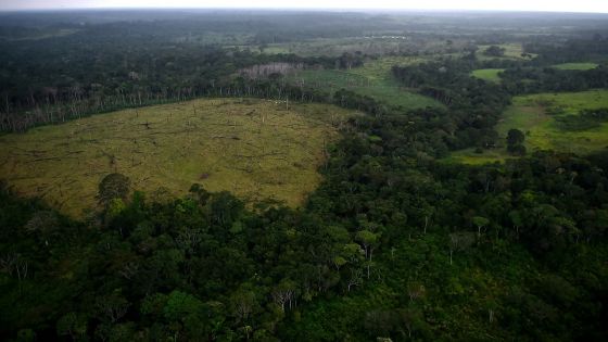 Les deux-tiers de la faune sauvage ont disparu en moins de 50 ans, selon le WWF