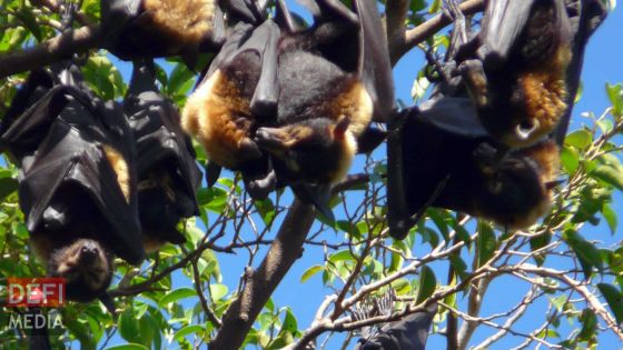 Chauves-souris : l’abattage reprend