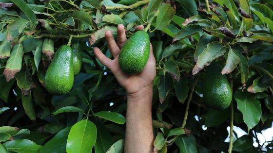 Vol d'avocats chez un ancien ministre 