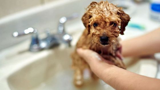 Quand pouvez-vous donner un bain à votre chiot ?
