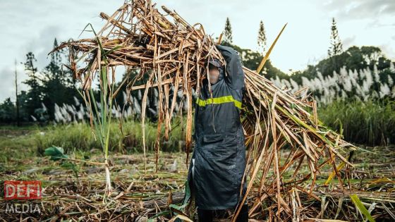 Coup d’envoi : la campagne sucrière 2021 démarre le 14 juin