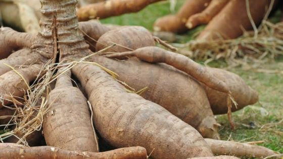 500 kg de manioc volés à Banane