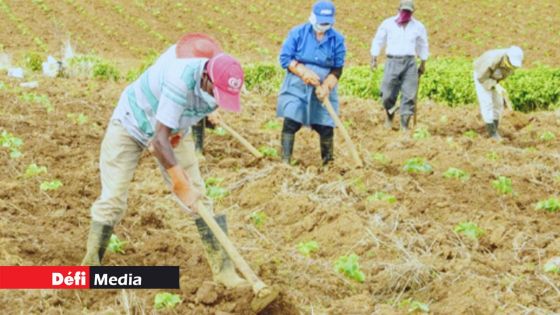 Période sèche : situation difficile pour des planteurs