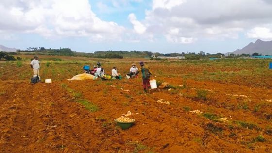 Sècheresse : hausse des prix des légumes de 35 %, selon Kreepaloo Sunghoon
