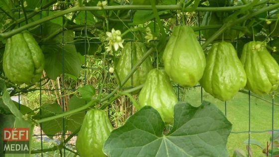 Au marché : le prix du chouchou a atteint Rs 60 le demi-kilo