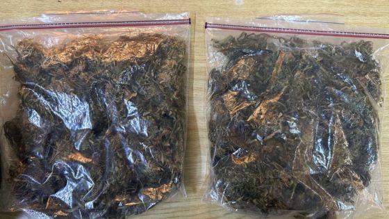 Quatre-Bornes : un employé du ministère de l'Environnement arrêté pour possession de cannabis
