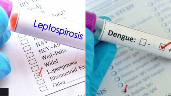 Santé : neuf décès liés à la leptospirose et huit décès à la dengue