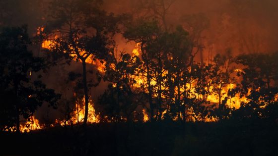 La destruction des forêts tropicales à un niveau record, sous l'effet des incendies