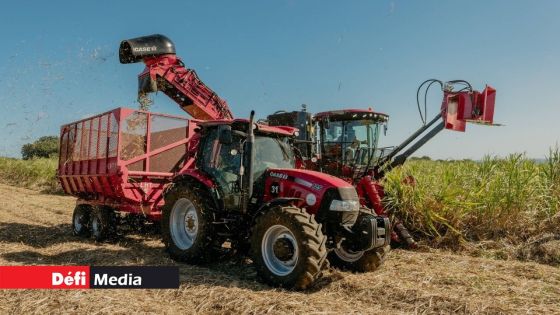 Campagne sucrière 2025 : une production estimée à 220 000 tonnes 