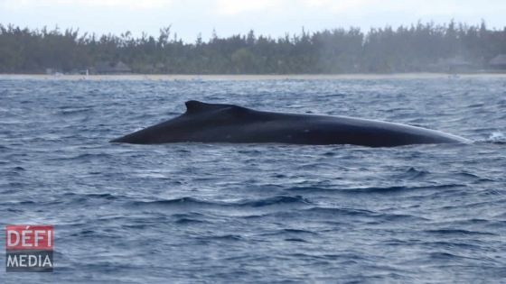 Protection des baleines et dauphins : possible amendement des règlements 