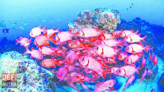 Économie Bleue : une loi en preparation pour protéger les richesses marines