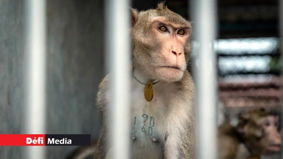 Importation de macaques : Humane World for Animals Canada appelle à l'interdiction immédiate