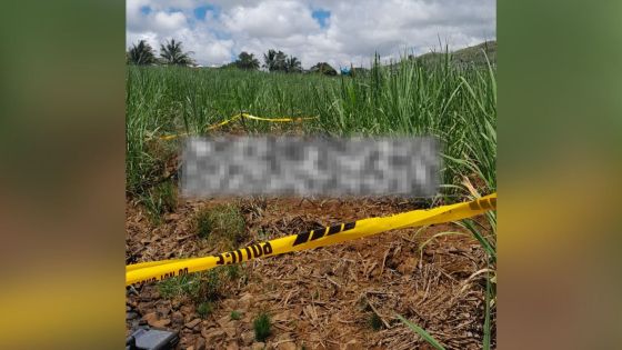 Rivière-des-Créoles : un cadavre retrouvé dans un champ de canne