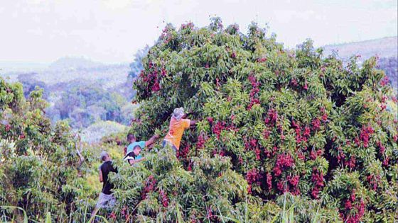 Reunion Island: Mauritians used as slave labour