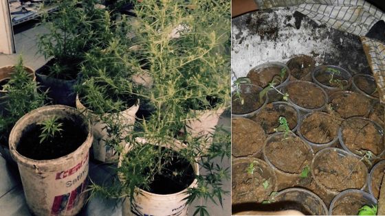 Il cultive du gandia dans sa maison pour sa consommation