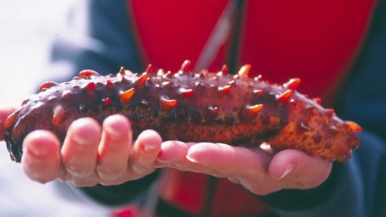 Concombres de mer: Étude sur une reprise d’exploitation