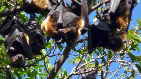 Campagne contre les chauves-souris : l’État évoque des pertes de Rs 65 M