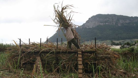 Industrie sucrière: Les petits planteurs s’arment pour le commerce équitable