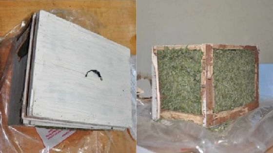Trafic de cannabis: Rs 225 000 de drogue interceptée à la poste