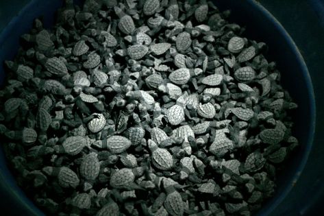 Madagascar: saisie de 771 bébés tortues qui devaient transiter par l’île Maurice