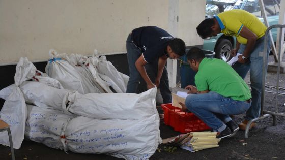 20 667 pieds de gandia détruits