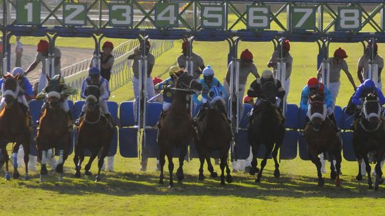 Hippisme: le programme de la 26e journée et les cotes