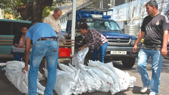 20 667 plants de cannabis détruits