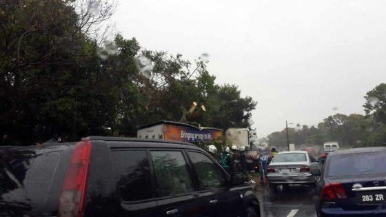 Phoenix: circulation interrompue après la chute d’un arbre