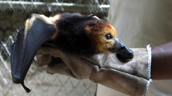 90 000 chauves-souris à Maurice