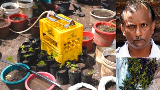 Rs 2,5 millions de gandia saisi