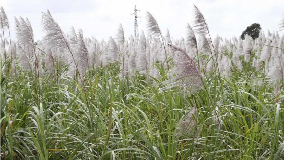 La récolte sucrière passe à 390 000 tonnes