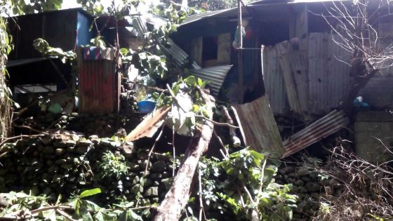 Protection de l’environnement: 300 000 arbres seront plantés