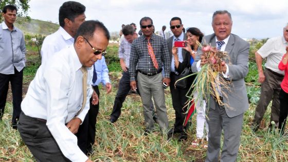 Une récolte de 400 tonnes d’oignons attendue à La Chaumière