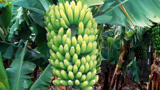 35 régimes de bananes emportées