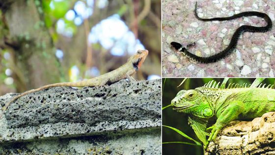 Des reptiles rôdent dans un quartier de Beau-Bassin