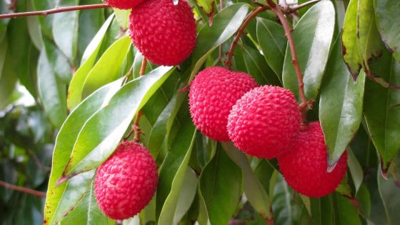 À cause des chauves-souris et des vols: moins de letchis sur le marché en 2015