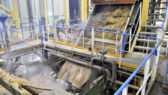 La récolte sucrière accuse un retard insurmontable