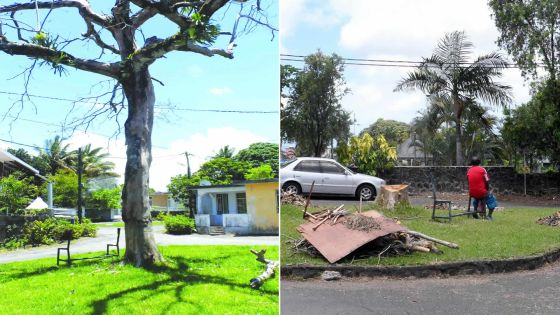 Rose-Belle: le vieux badamier abattu