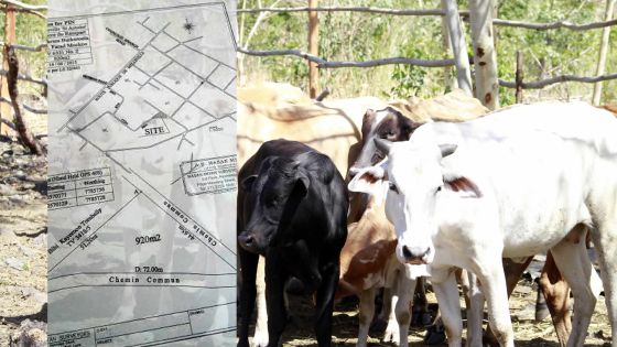 Melville, Grand-Gaube: un parc à boeufs le prive d’un permis de construction