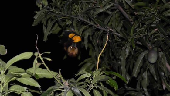À Roches-Brunes: les chauves-souris provoquent des black-out
