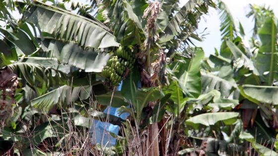 Mobilisation contre la ‘banana freckle disease’