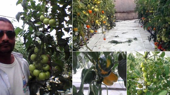 Planteur hydroponique: avoir les mains vertes et du courage