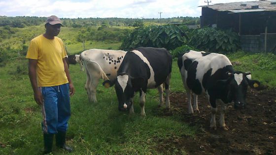 La révolution verte: lentement mais sûrement