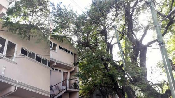 Port-Louis: le tamarinier de tous les dangers