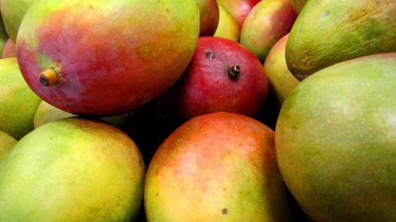 Consommation : mauvaise récolte pour les mangues