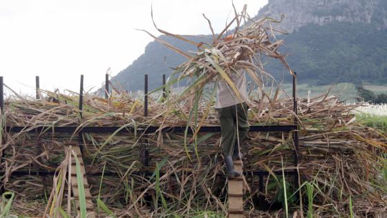Statistics Mauritius: croissance encore revue à la baisse à 3,4 %