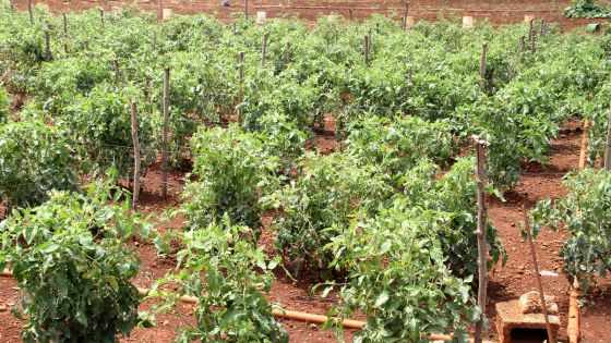 À Palmar: un terrain qui ne leur appartient pas divise des planteurs