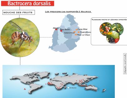 Une quarantaine déclarée: la mouche orientale des fruits sème la désolation dans l’Est